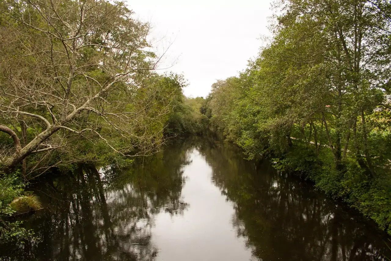 Río rodeado de vegetación y árboles en un entorno natural de Ordes, con el agua en calma reflejando el bosque.